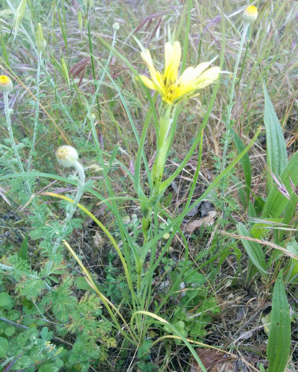 Tragopogon dubius